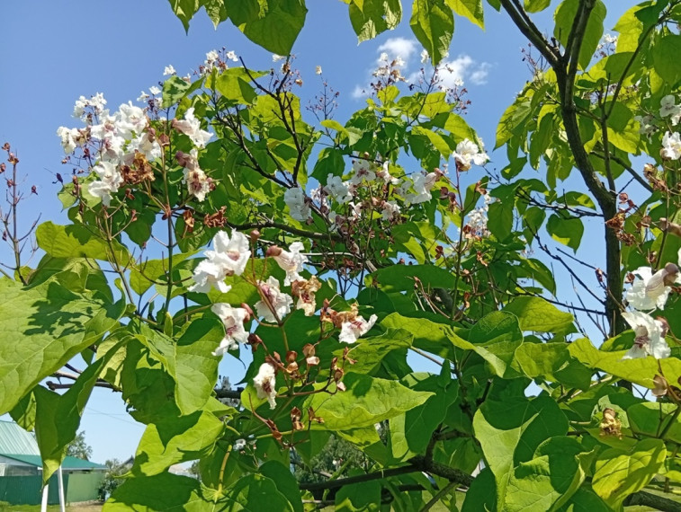 Катальпа.